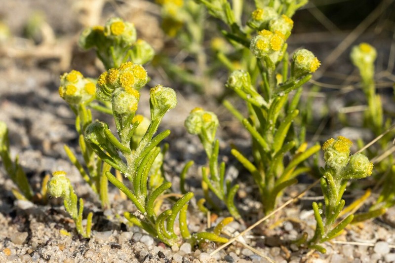 Eriochlamys eremaea photo 4