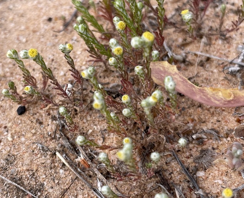 Eriochlamys eremaea photo 5