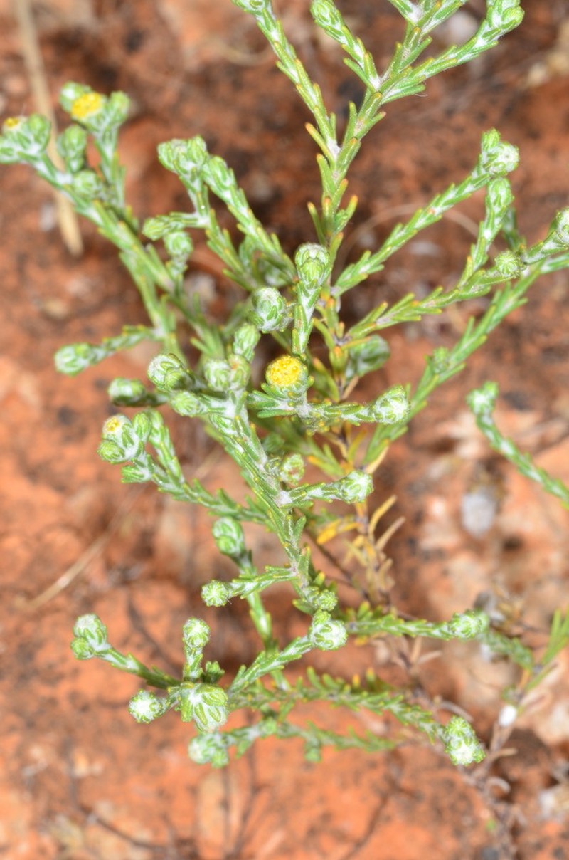 Eriochlamys squamata photo 2