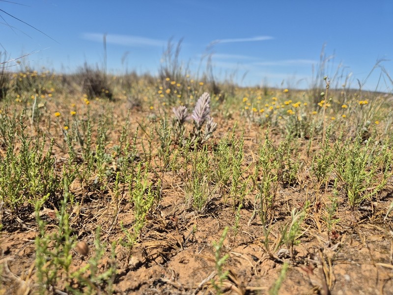 Eriochlamys squamata photo 3