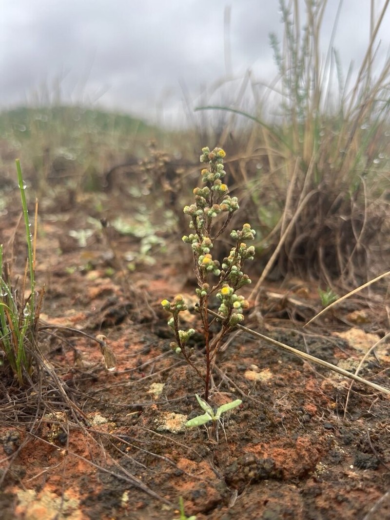 Eriochlamys squamata photo 4