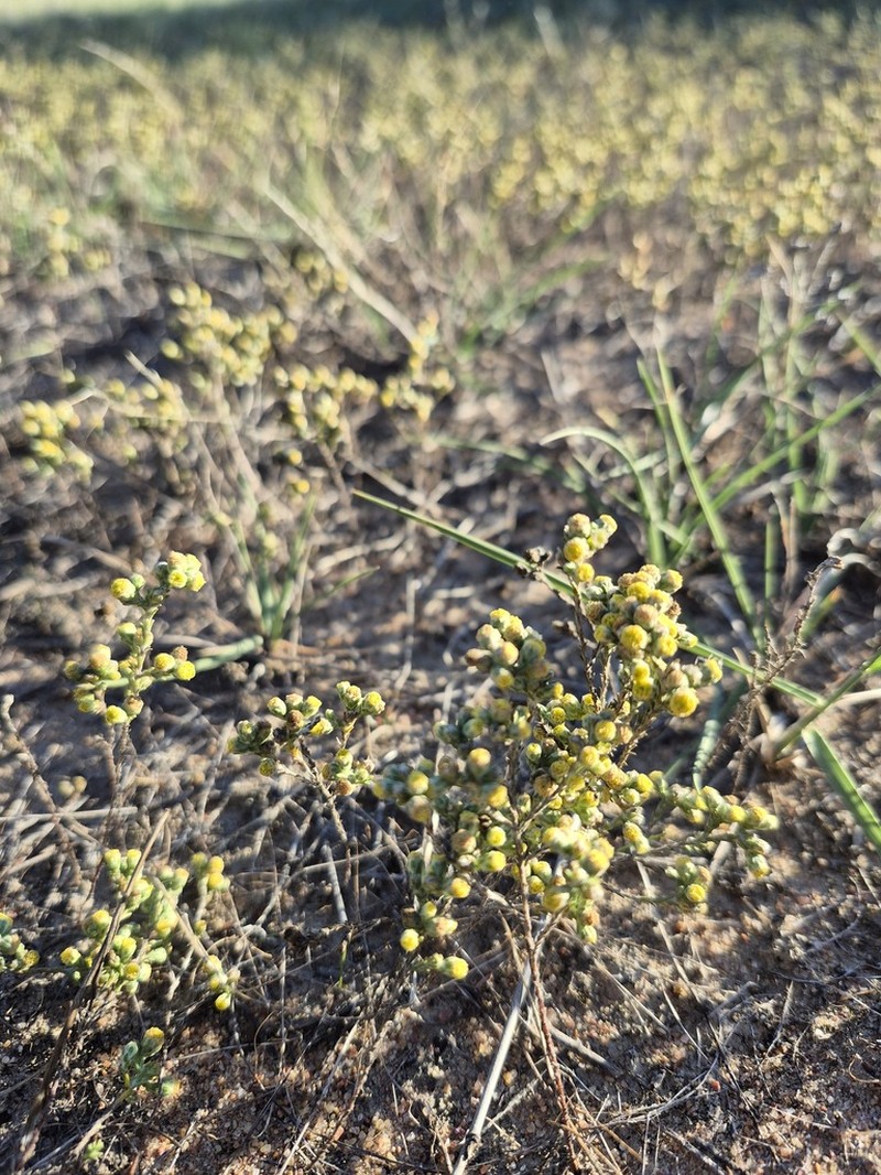 Eriochlamys squamata photo 5