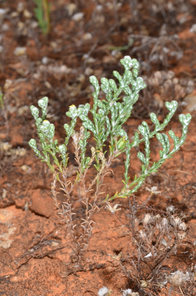 Eriochlamys squamata photo 7