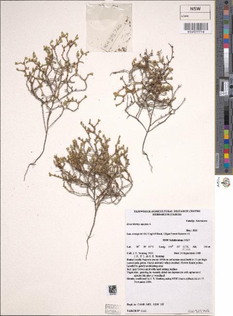 Eriochlamys squamata photo 8