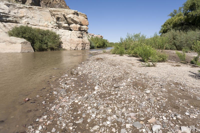 Tapertip Cupgrass photo 3