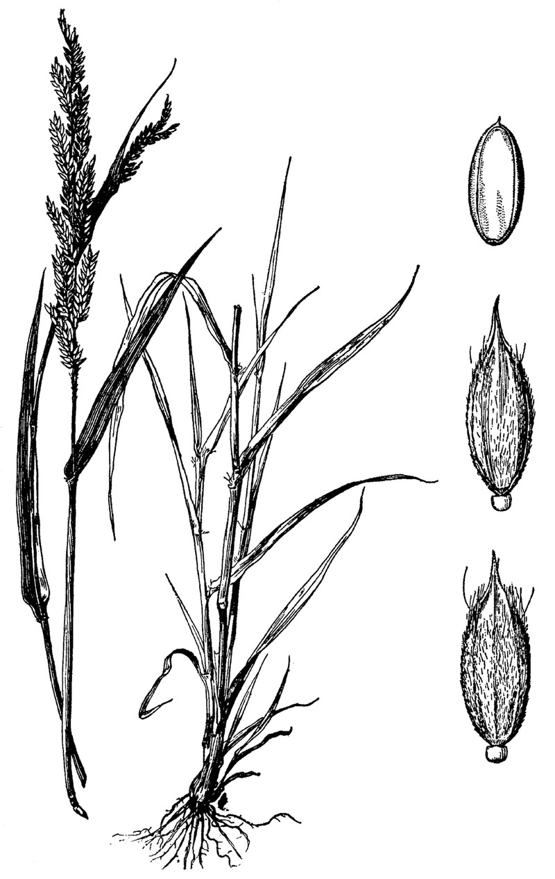 Tapertip Cupgrass photo 2