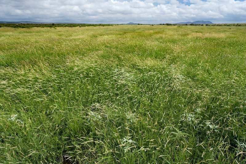Tapertip Cupgrass photo 4