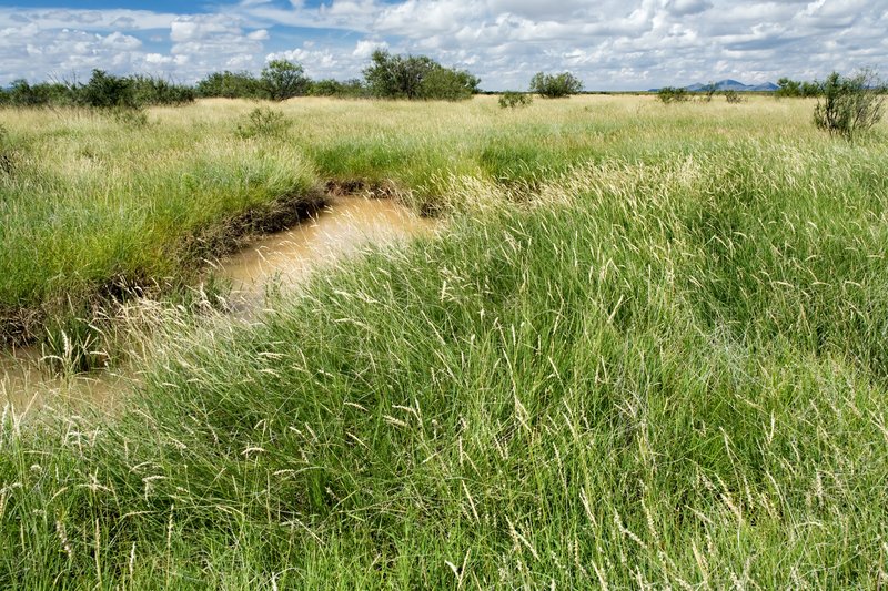 Tapertip Cupgrass photo 5
