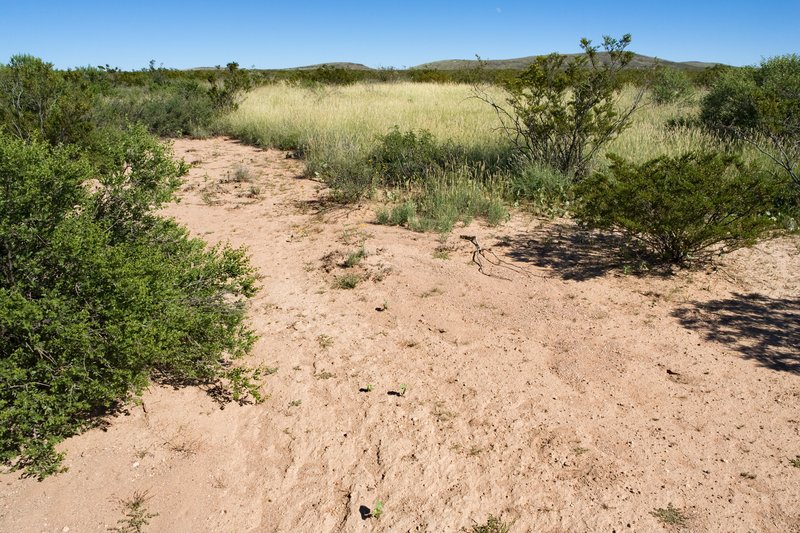 Tapertip Cupgrass photo 6