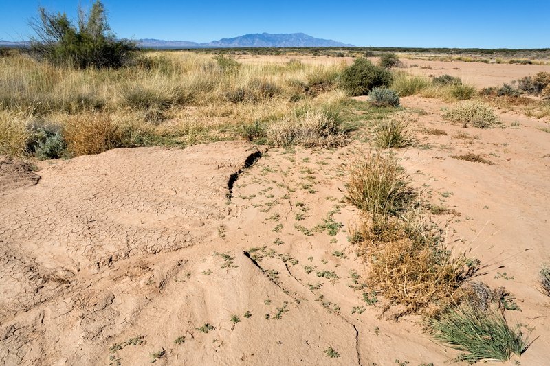 Tapertip Cupgrass photo 7