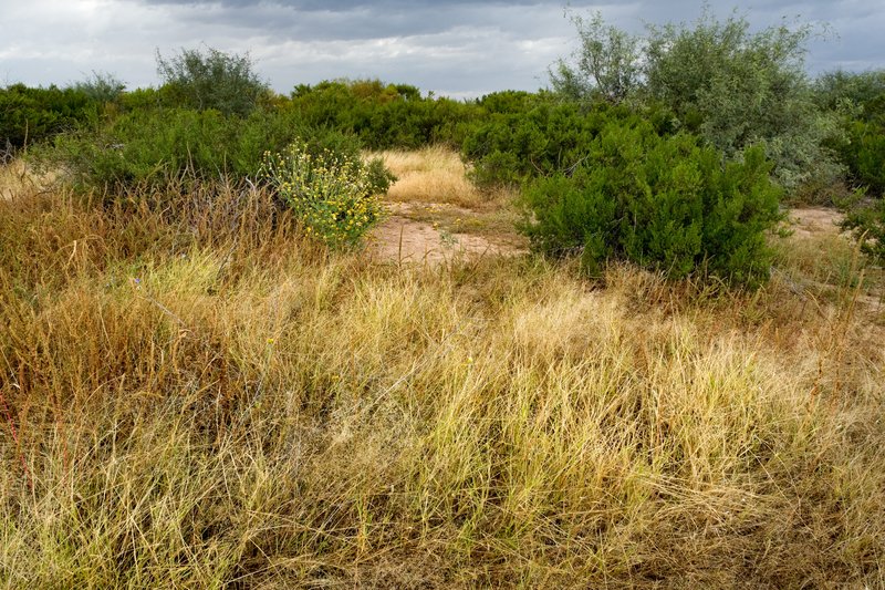Tapertip Cupgrass photo 8