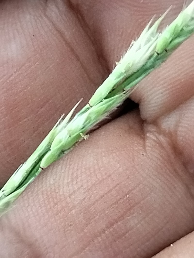 Bearded Cupgrass