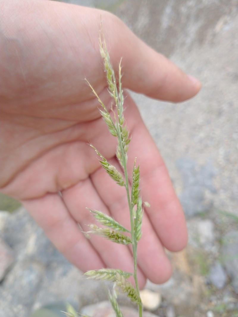 Bearded Cupgrass photo 2