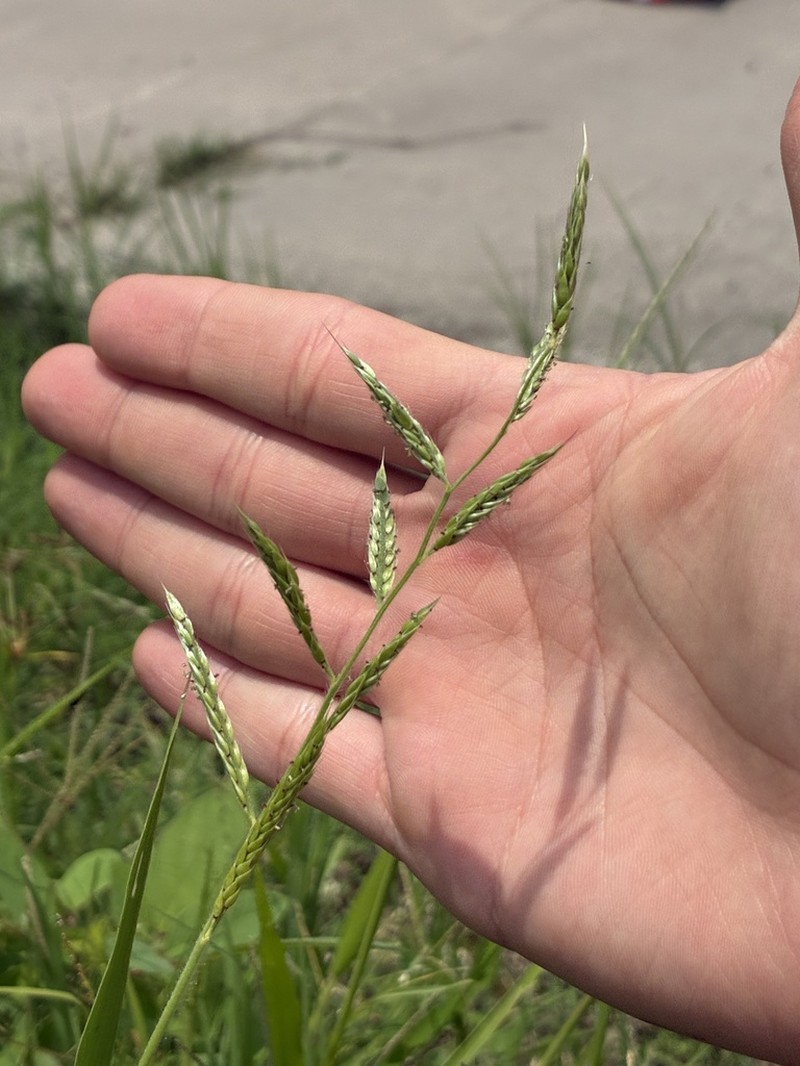 Bearded Cupgrass photo 4