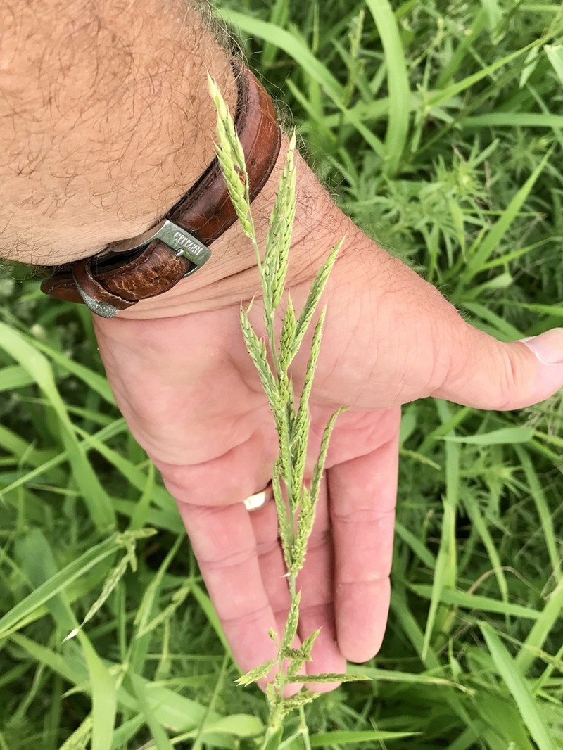 Bearded Cupgrass photo 5