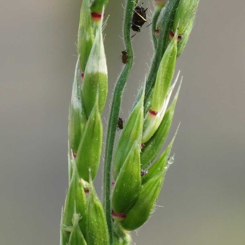 Bearded Cupgrass photo 6