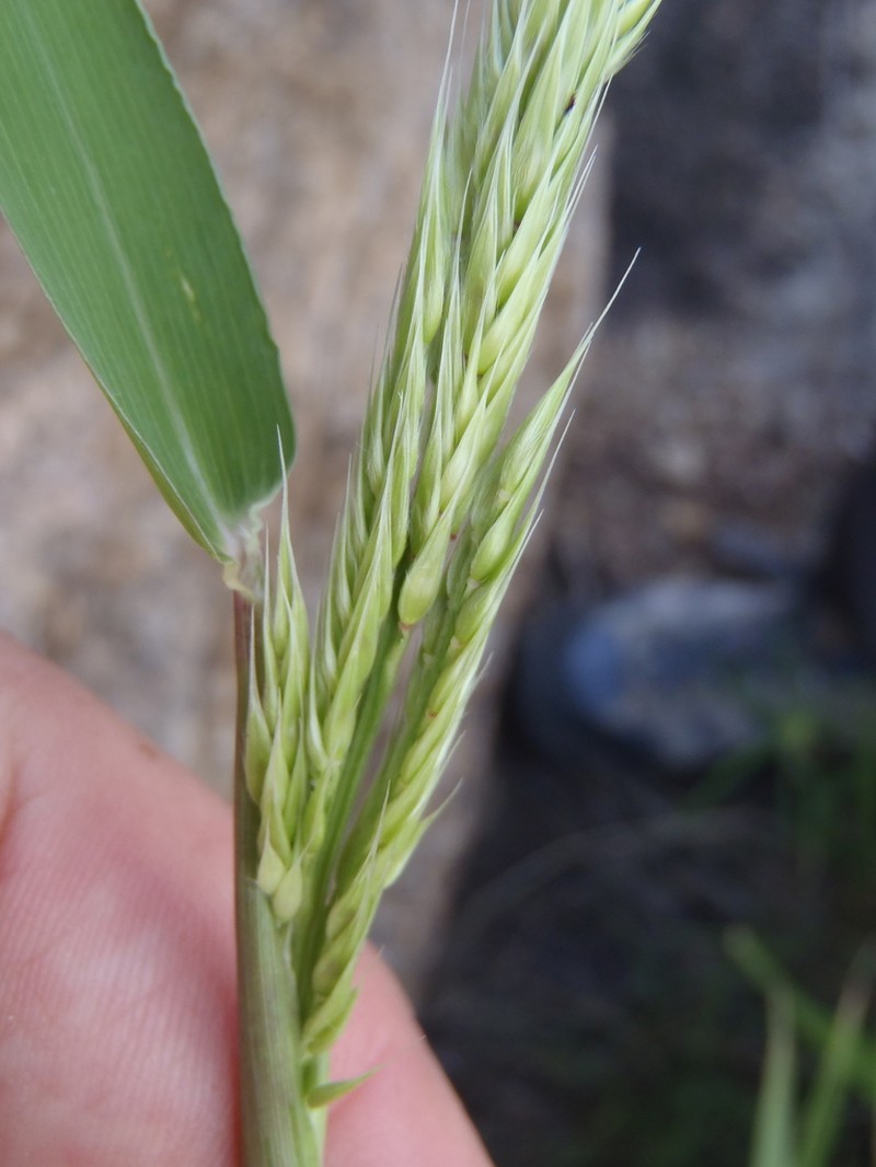 Bearded Cupgrass photo 7