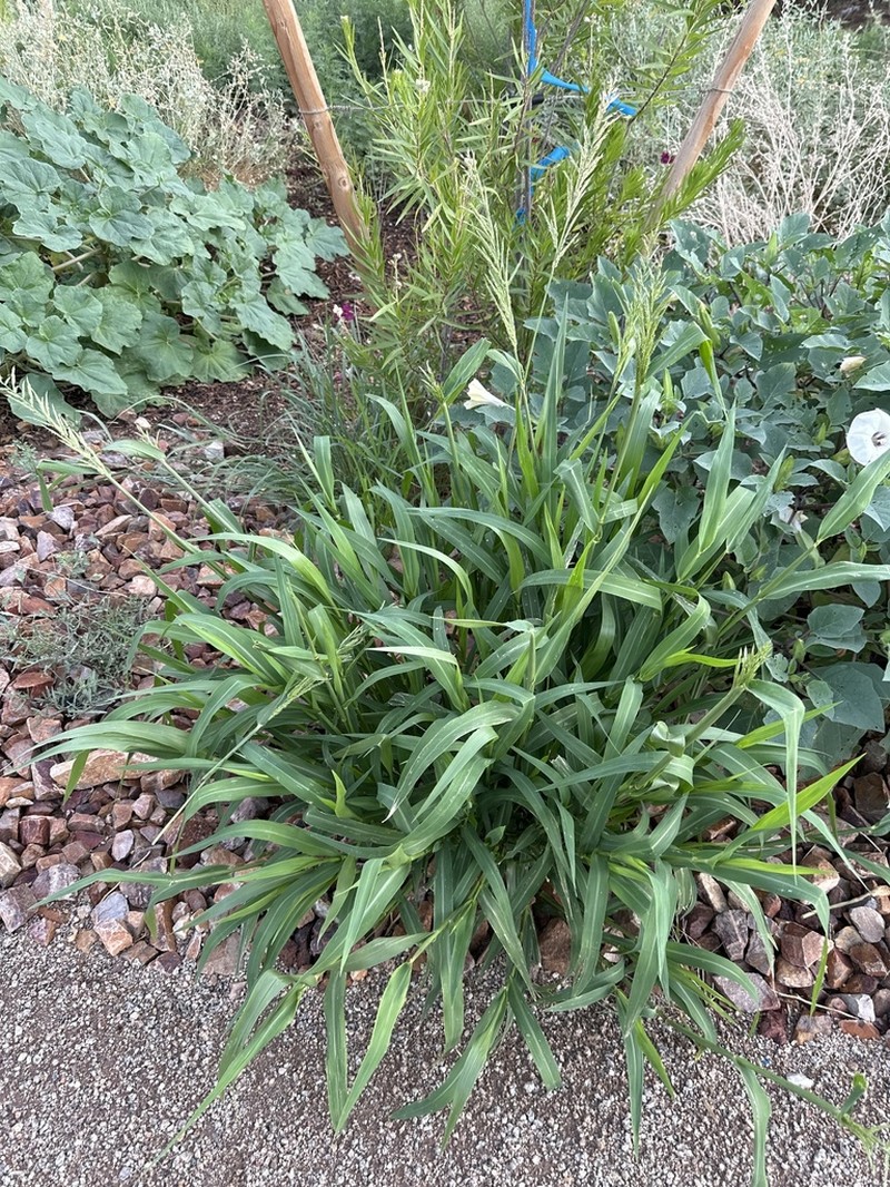 Bearded Cupgrass photo 8