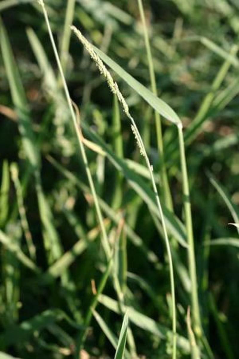 Prairie Cupgrass