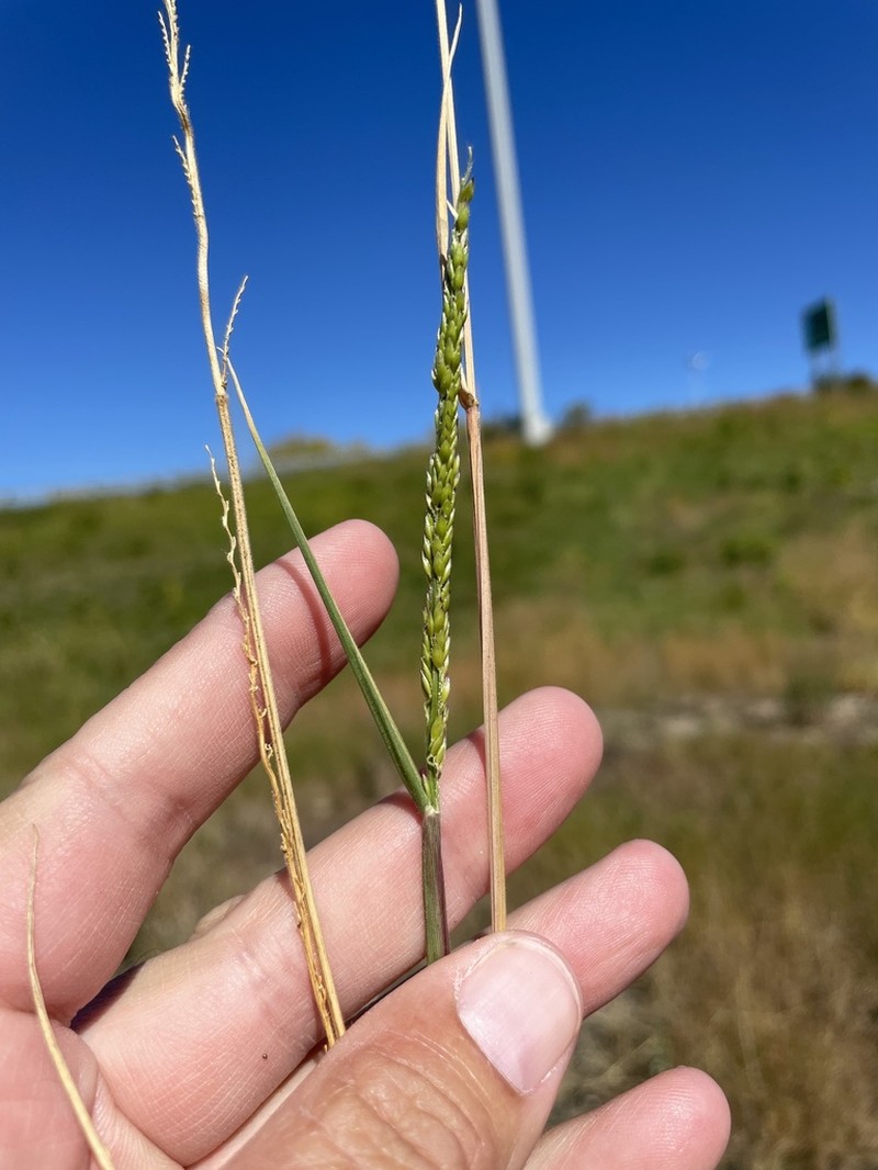 Prairie Cupgrass