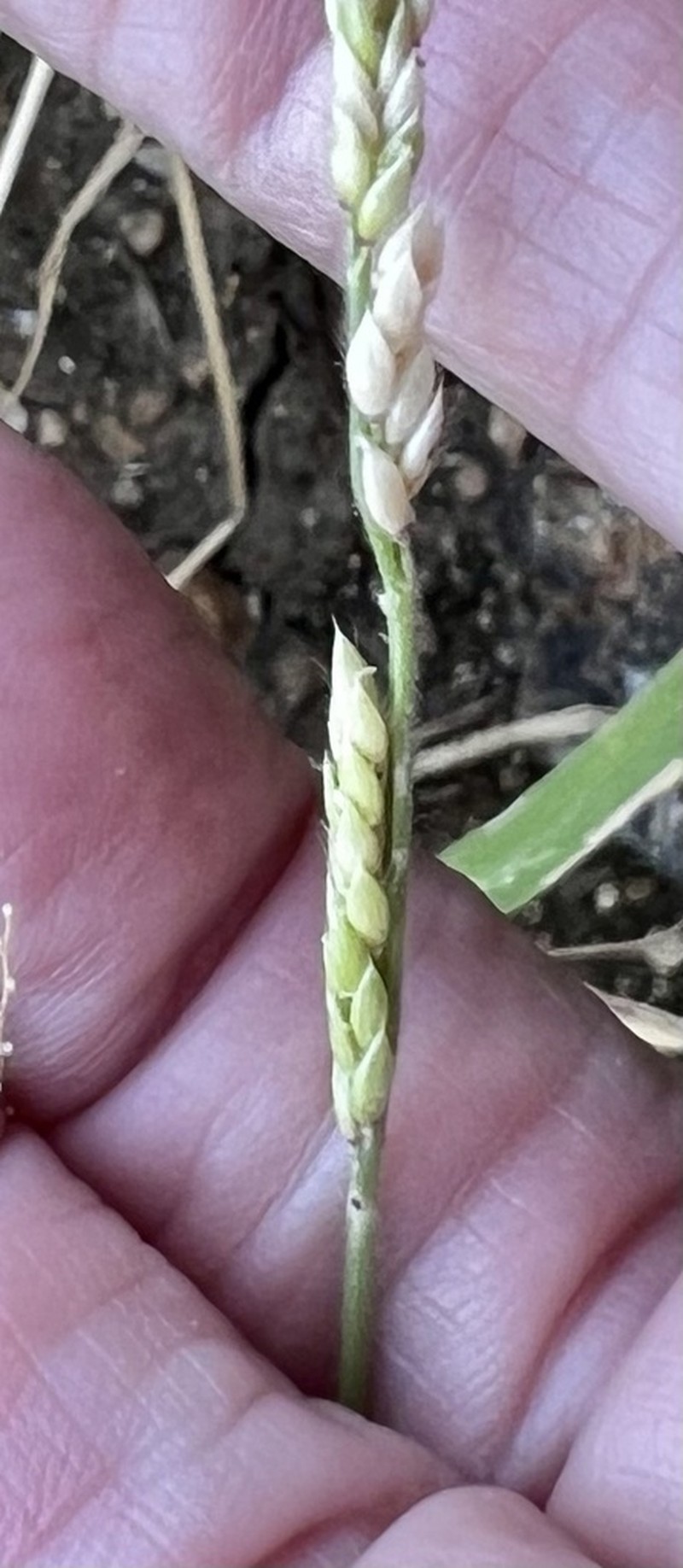 Prairie Cupgrass photo 2