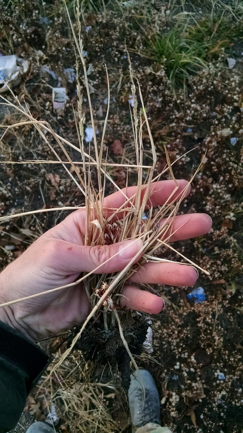 Prairie Cupgrass photo 3