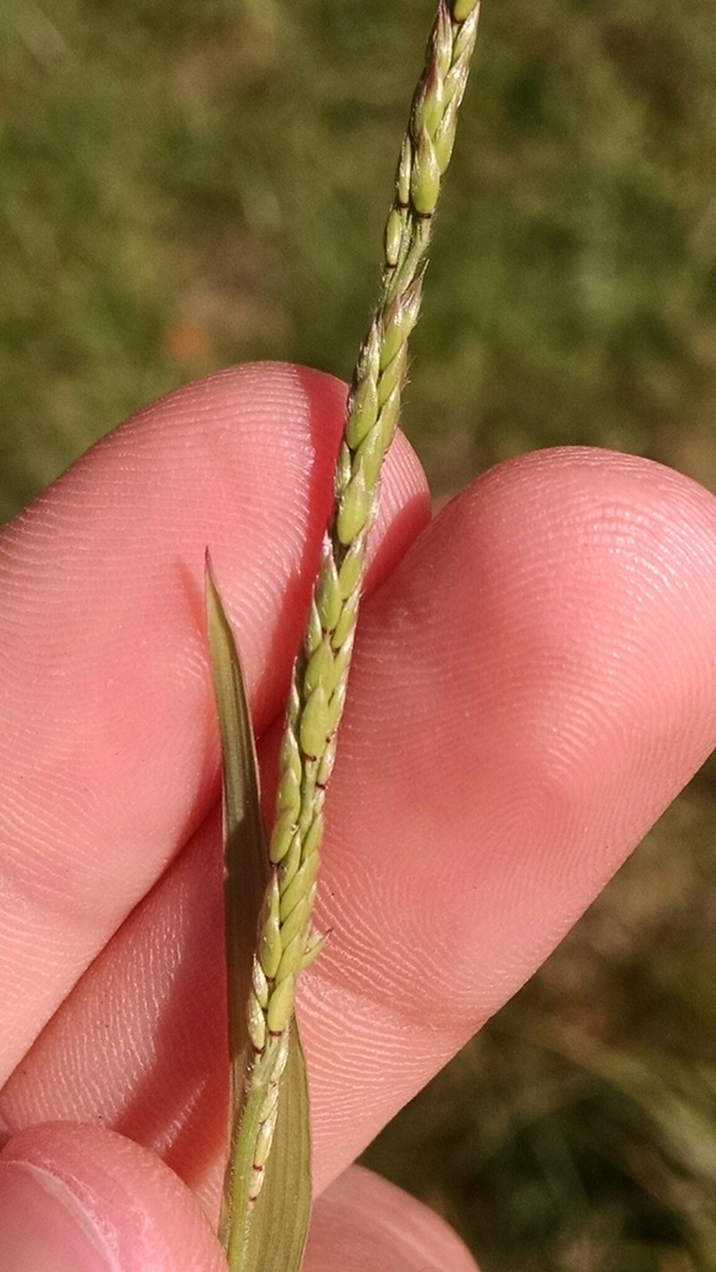 Prairie Cupgrass photo 4