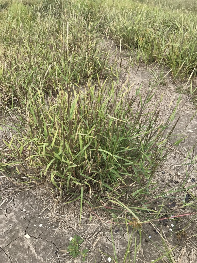 Prairie Cupgrass photo 5