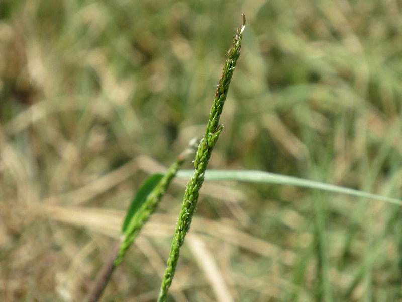 Prairie Cupgrass photo 6