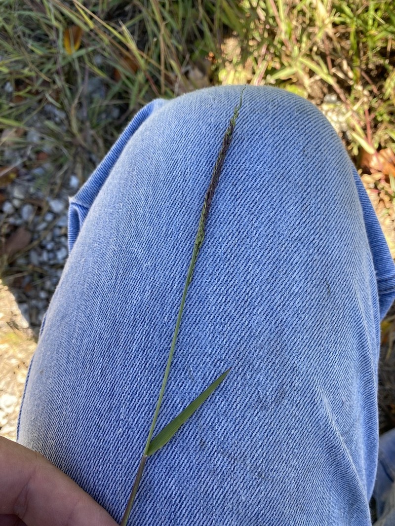 Prairie Cupgrass photo 7