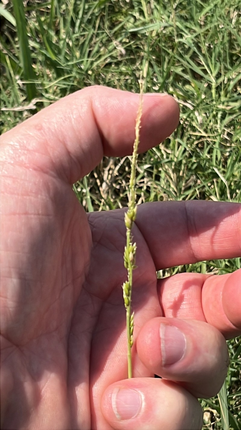 Prairie Cupgrass photo 8