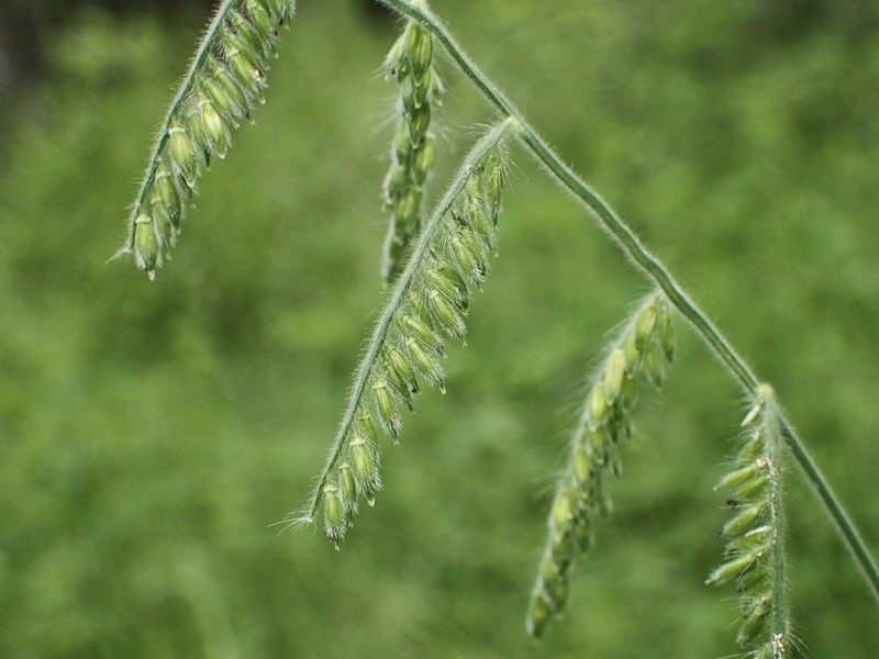 Canyon Cupgrass