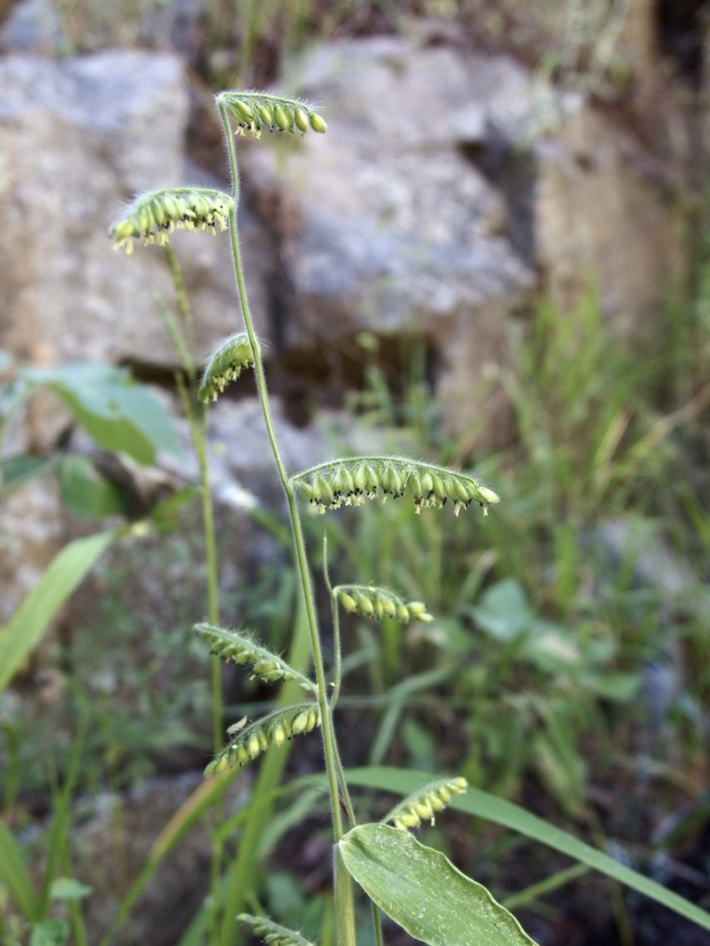 Canyon Cupgrass photo 2