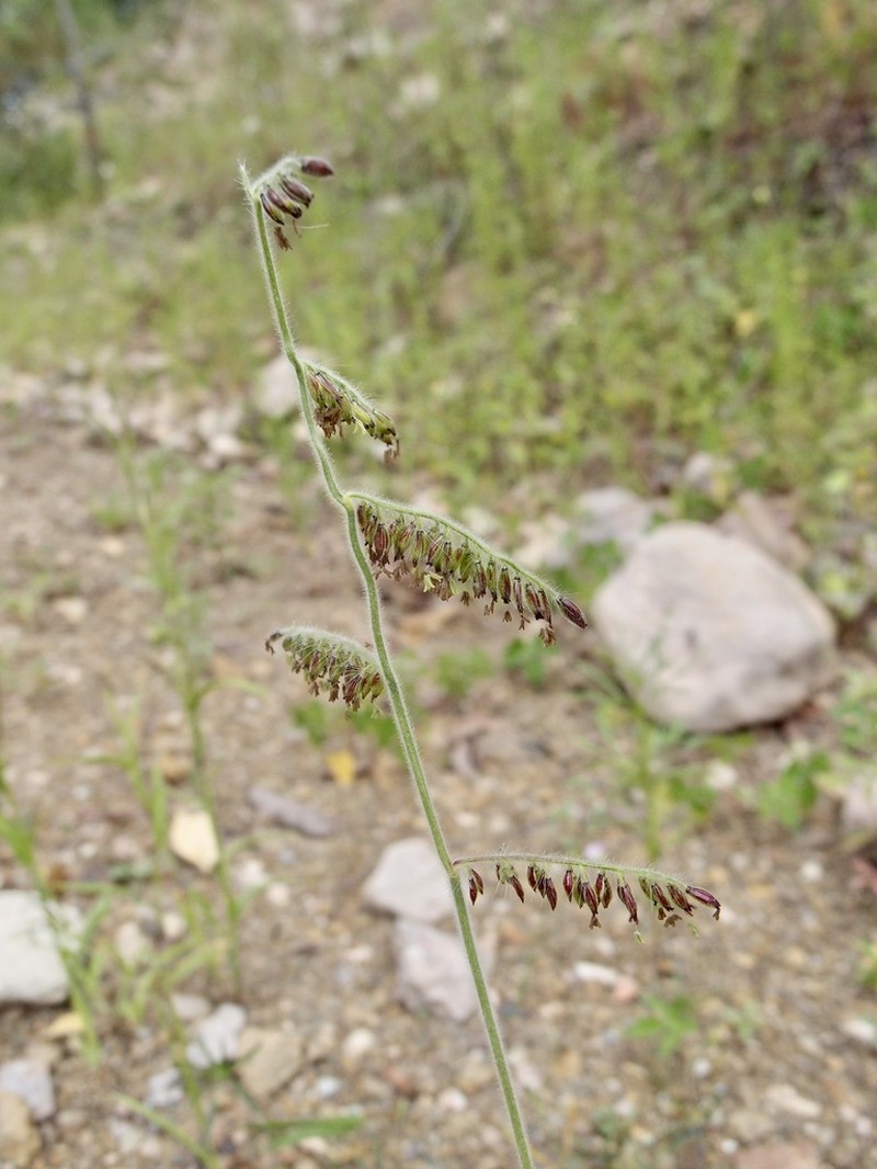 Canyon Cupgrass photo 3