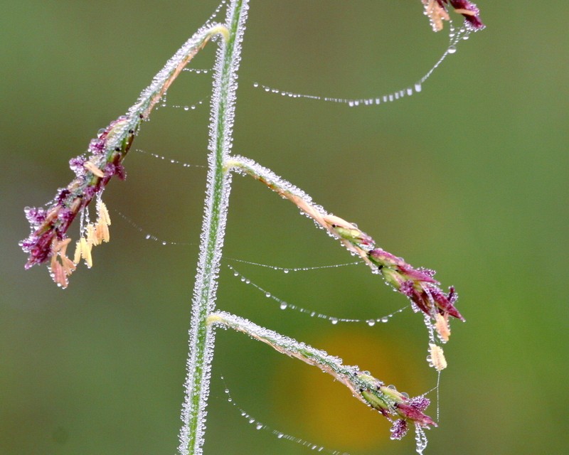 Longleaf Cupgrass photo 2