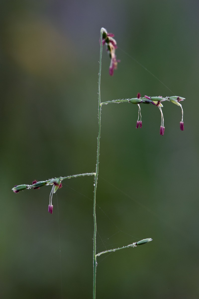 Longleaf Cupgrass photo 3