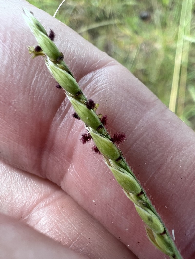 Longleaf Cupgrass photo 4