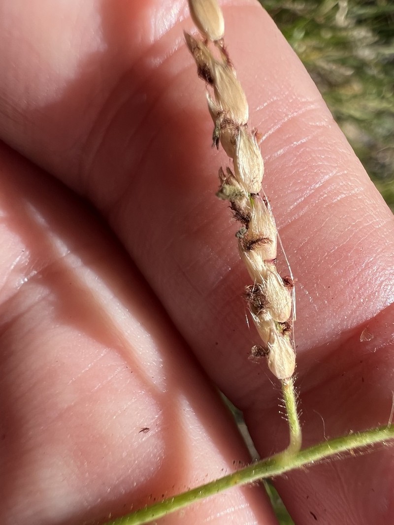 Longleaf Cupgrass photo 5