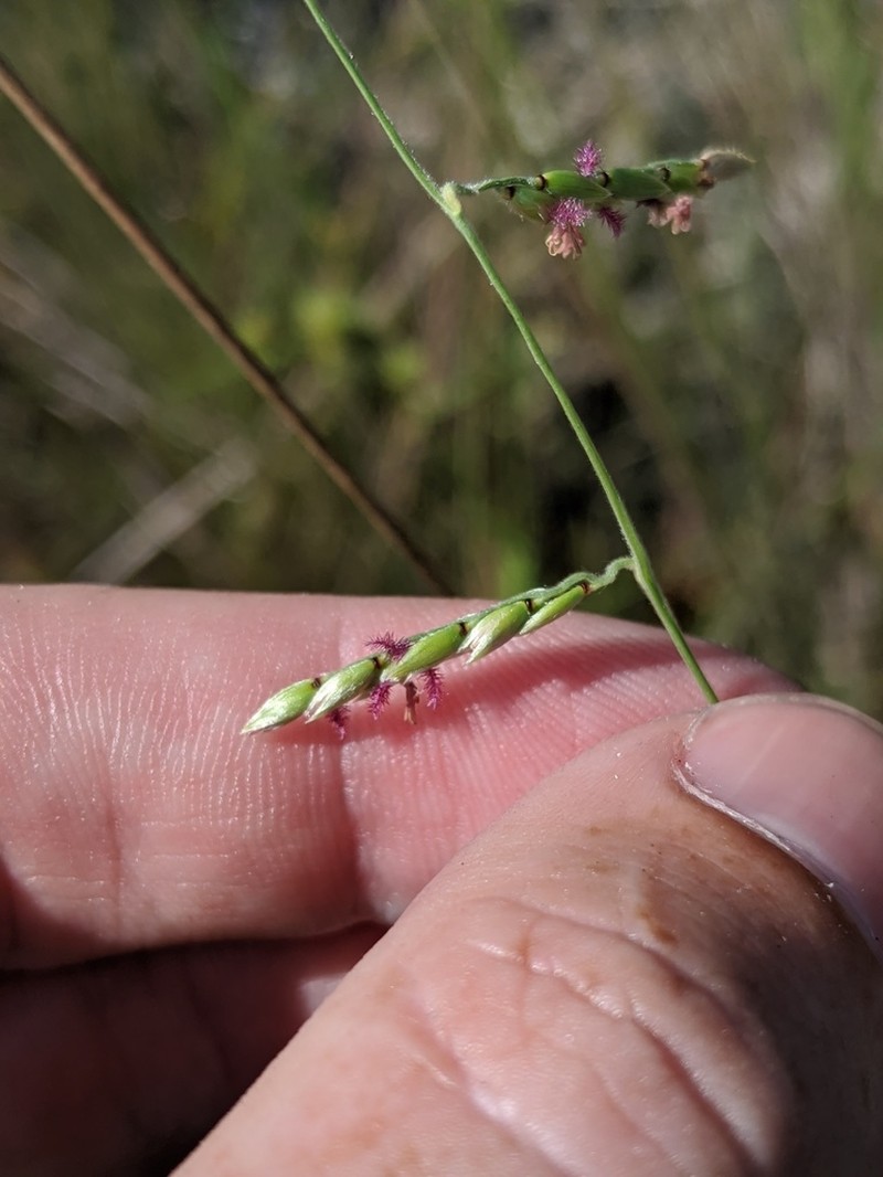 Longleaf Cupgrass photo 6