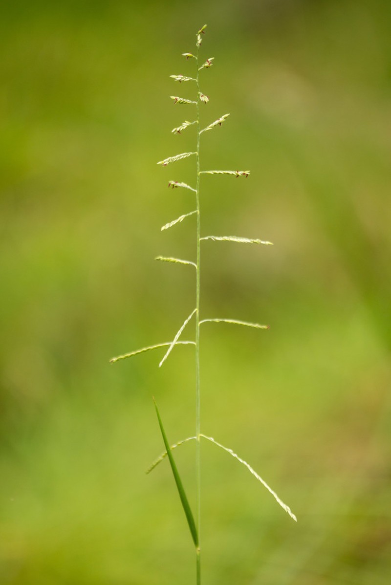 Longleaf Cupgrass photo 8
