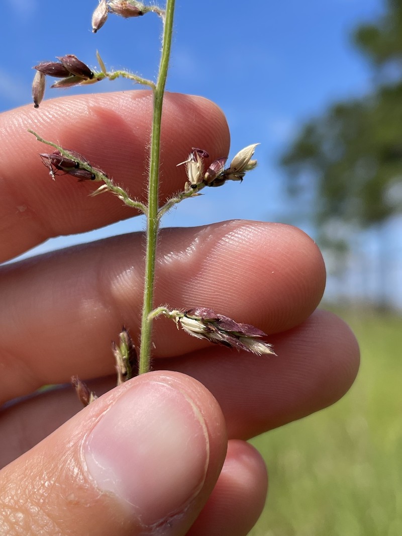 Eriochloa michauxii var. michauxii