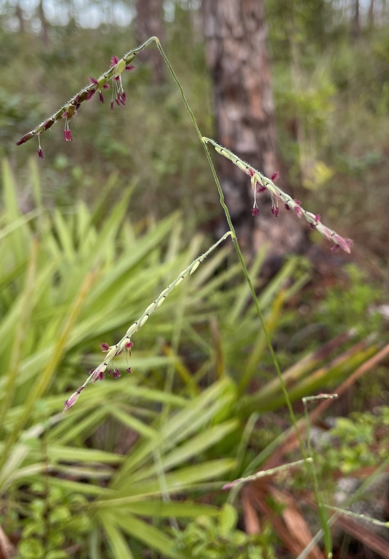 Eriochloa michauxii var. michauxii photo 2