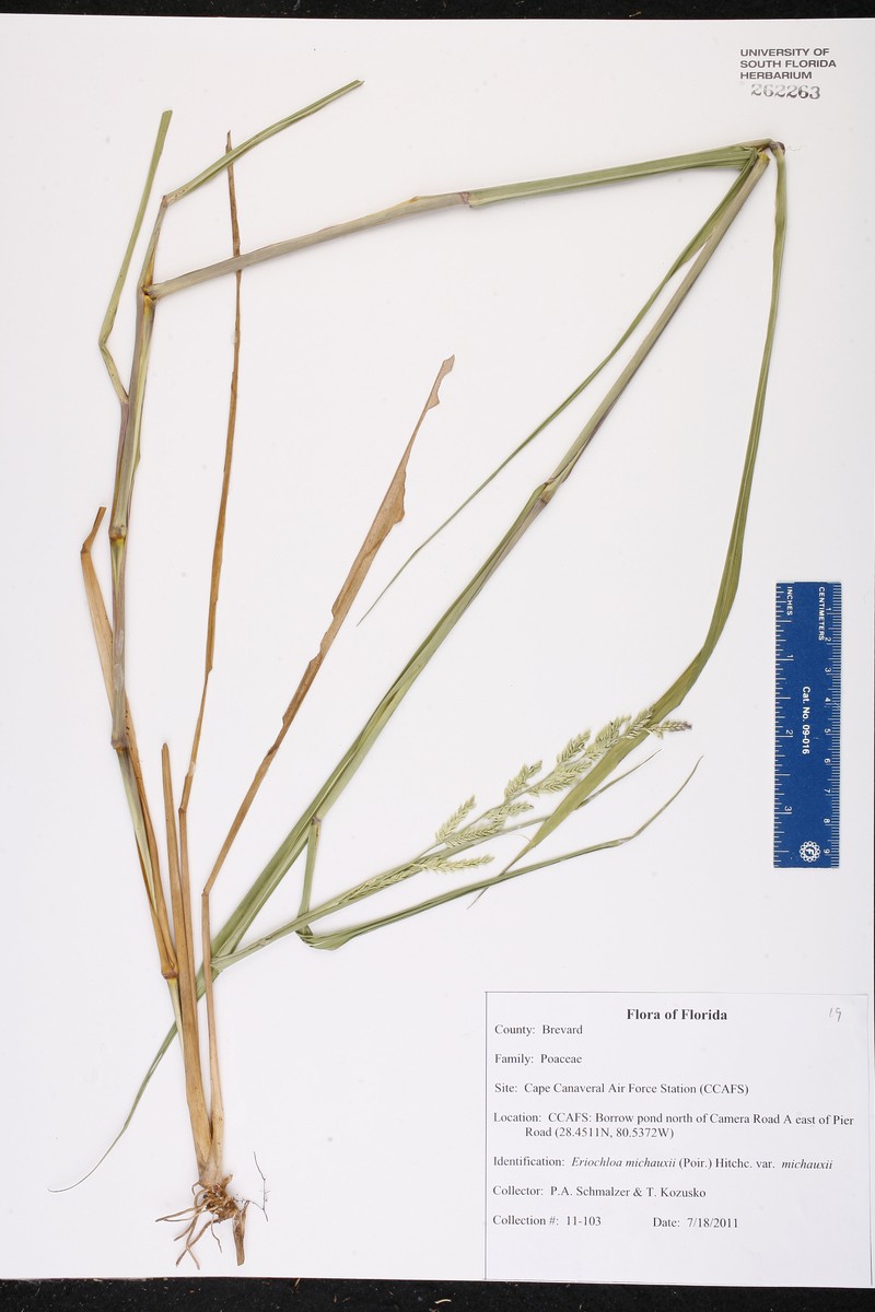 Eriochloa michauxii var. michauxii photo 3