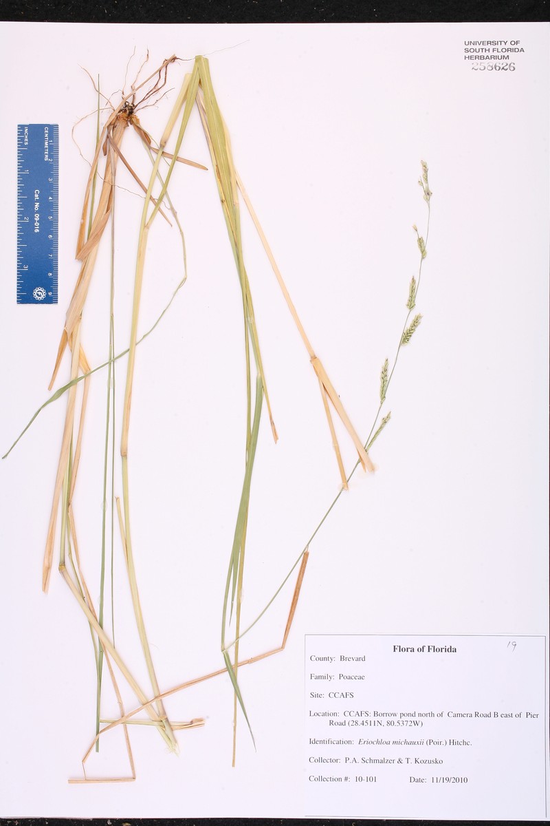 Eriochloa michauxii var. michauxii photo 4