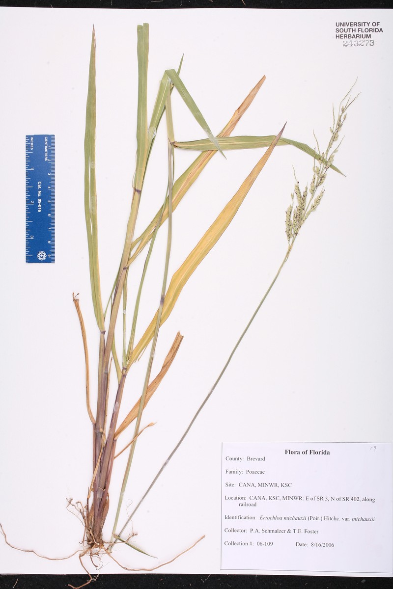 Eriochloa michauxii var. michauxii photo 5