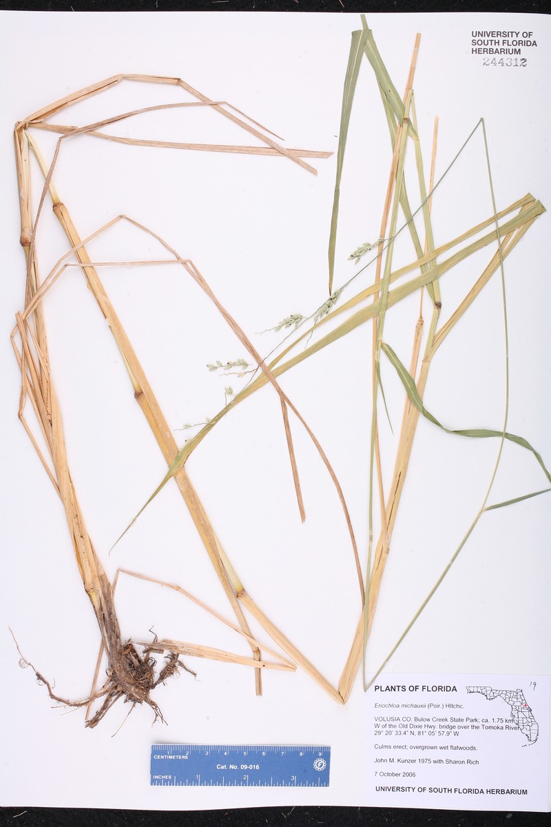 Eriochloa michauxii var. michauxii photo 6