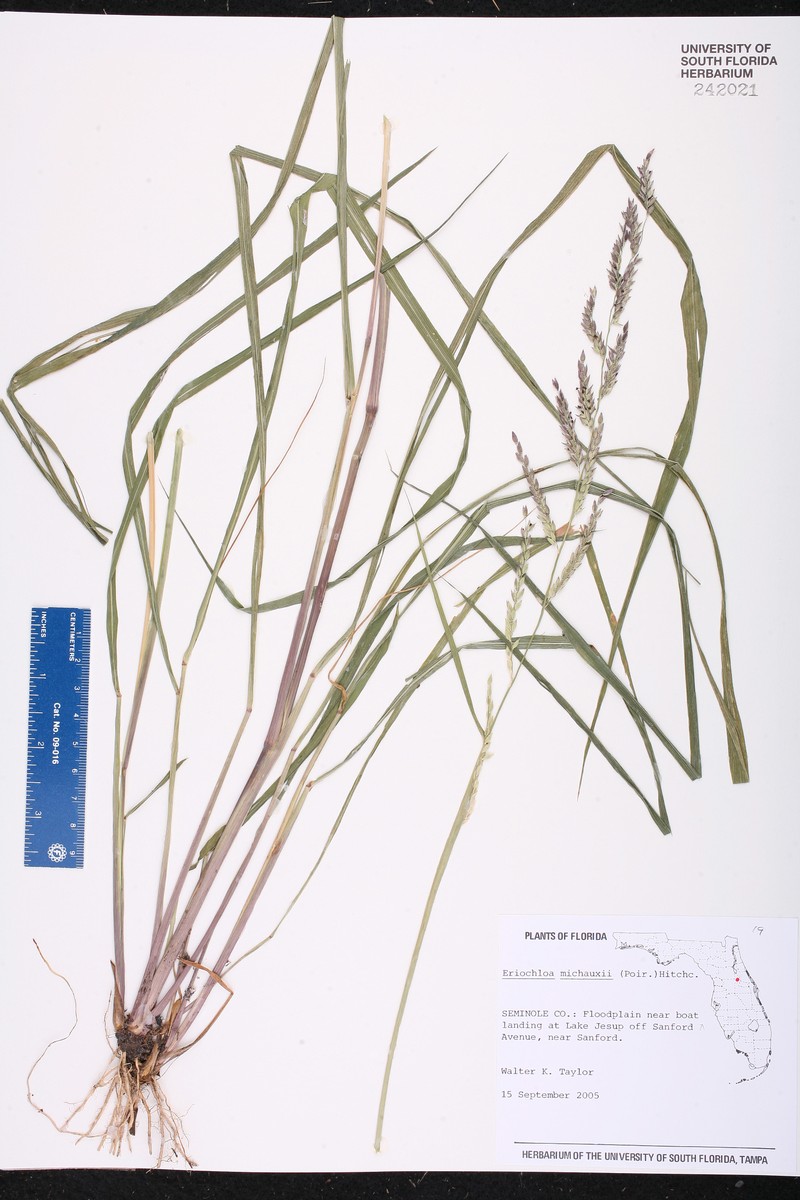 Eriochloa michauxii var. michauxii photo 7