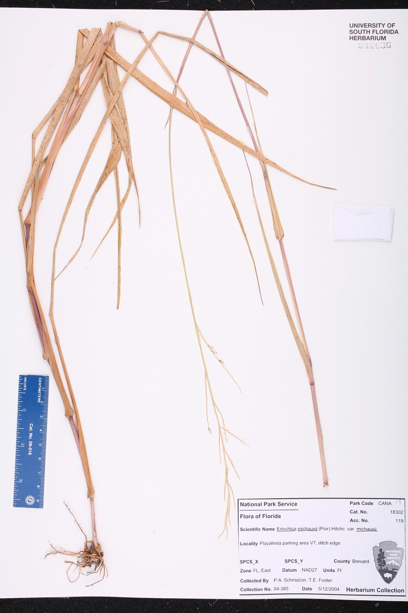 Eriochloa michauxii var. michauxii photo 8
