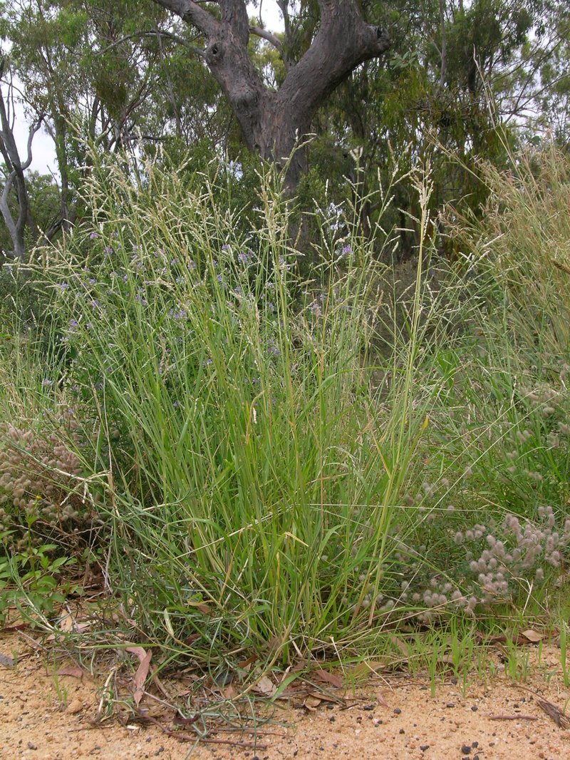 Perennial Cupgrass photo 2