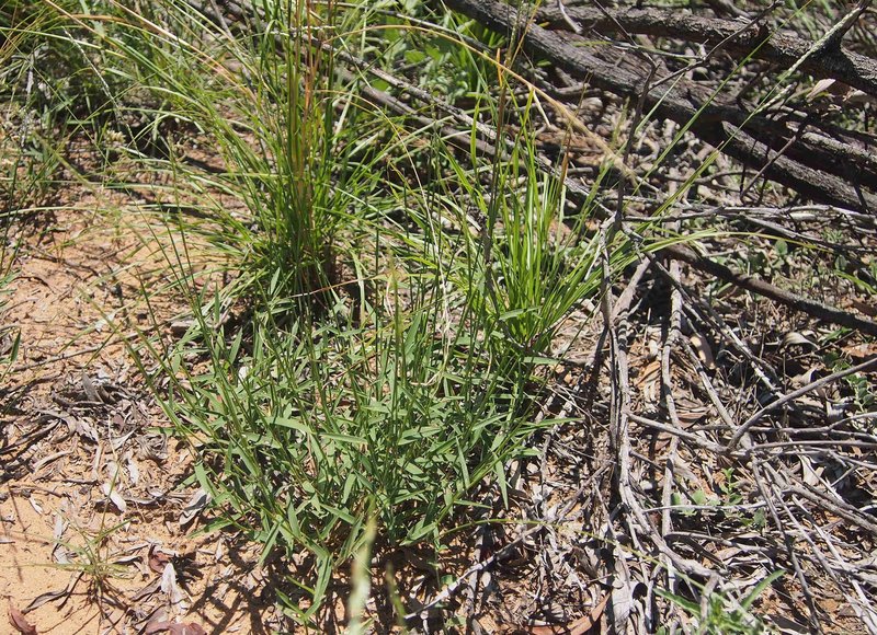 Perennial Cupgrass photo 3